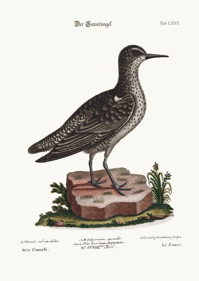 Knuten, 1749-73 av George Edwards